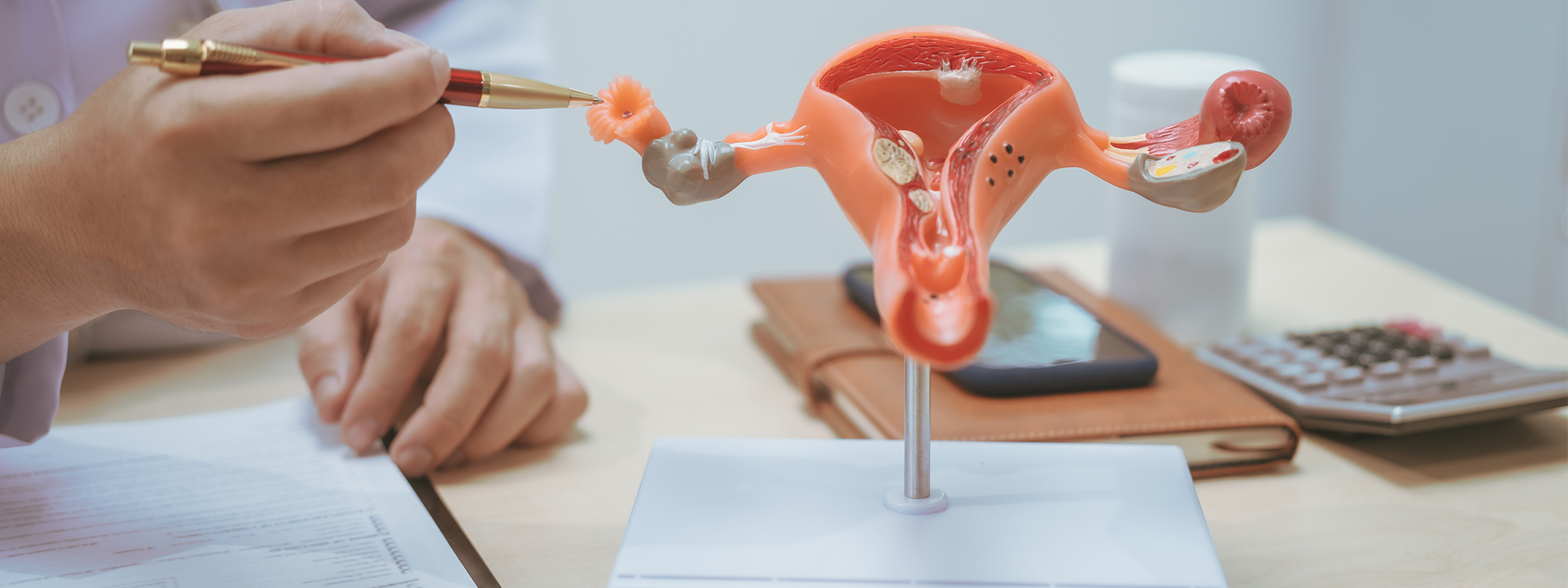 Doctor Explains Female Reproductive System Model